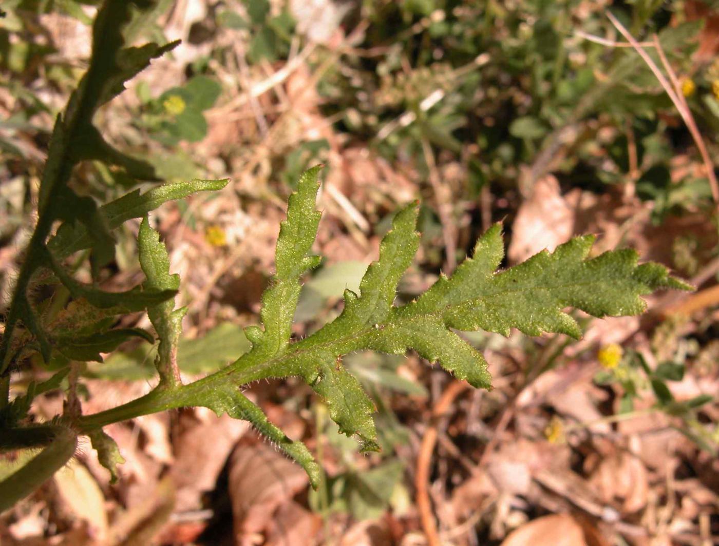 Poppy, Corn leaf